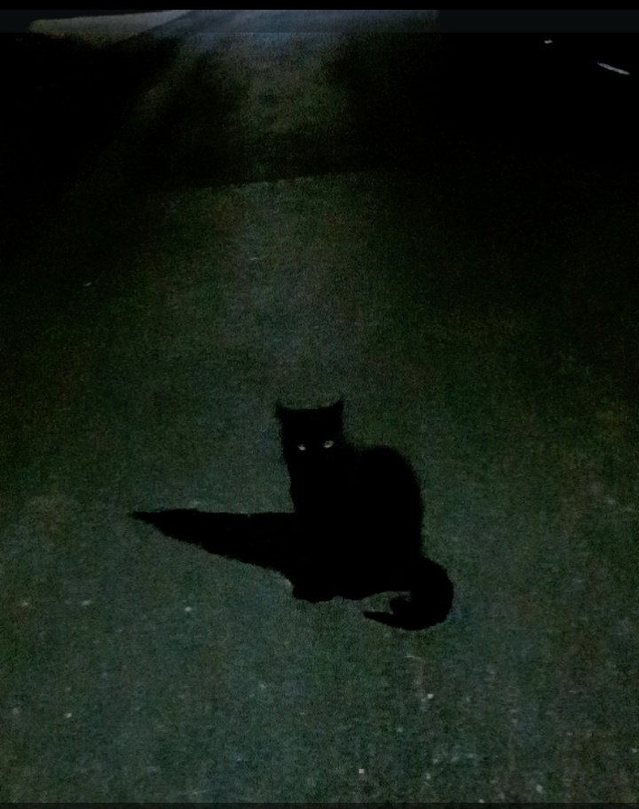 exxxsisst's tweet photo. Night 🌃 #cat #BlackCat
#photography #lowlight https://t.co/aqUuTpfLxz
