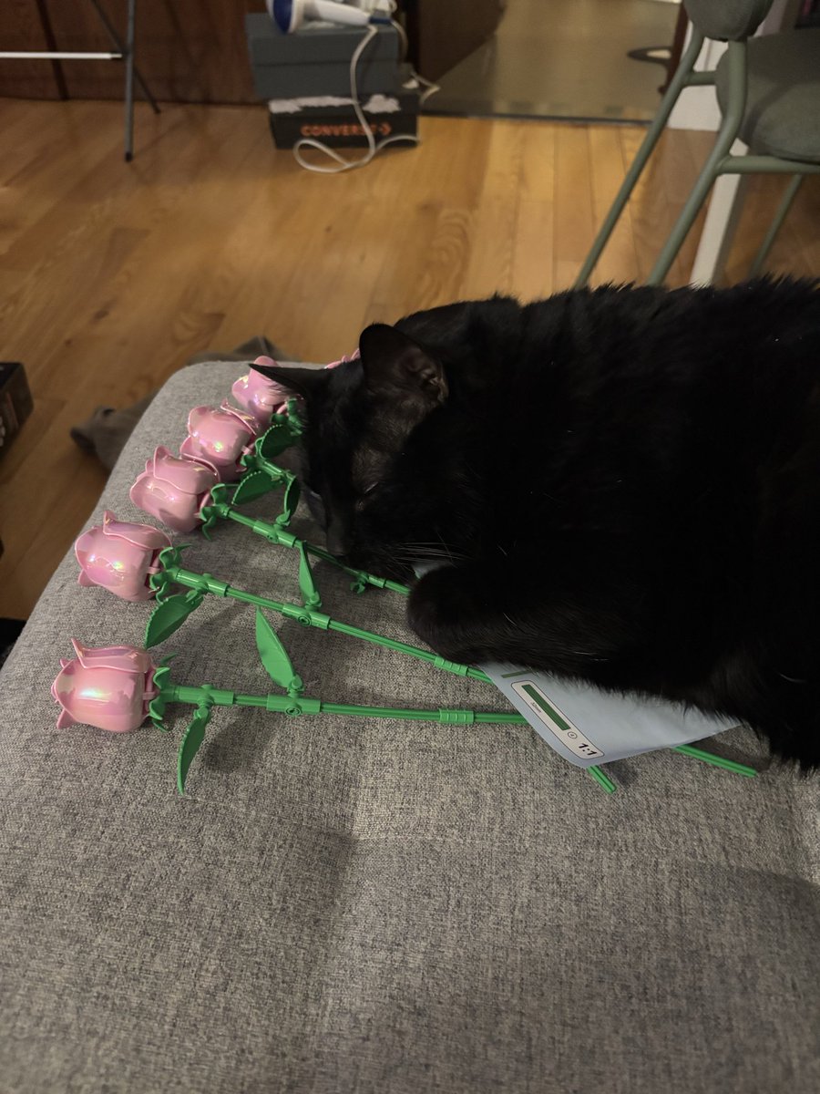 maadisonshay's tweet photo. My cat 🤝 LEGO

(Plus one knock off lego, pls forgive)

@LEGO_Group https://t.co/Wdwfx5C5Si