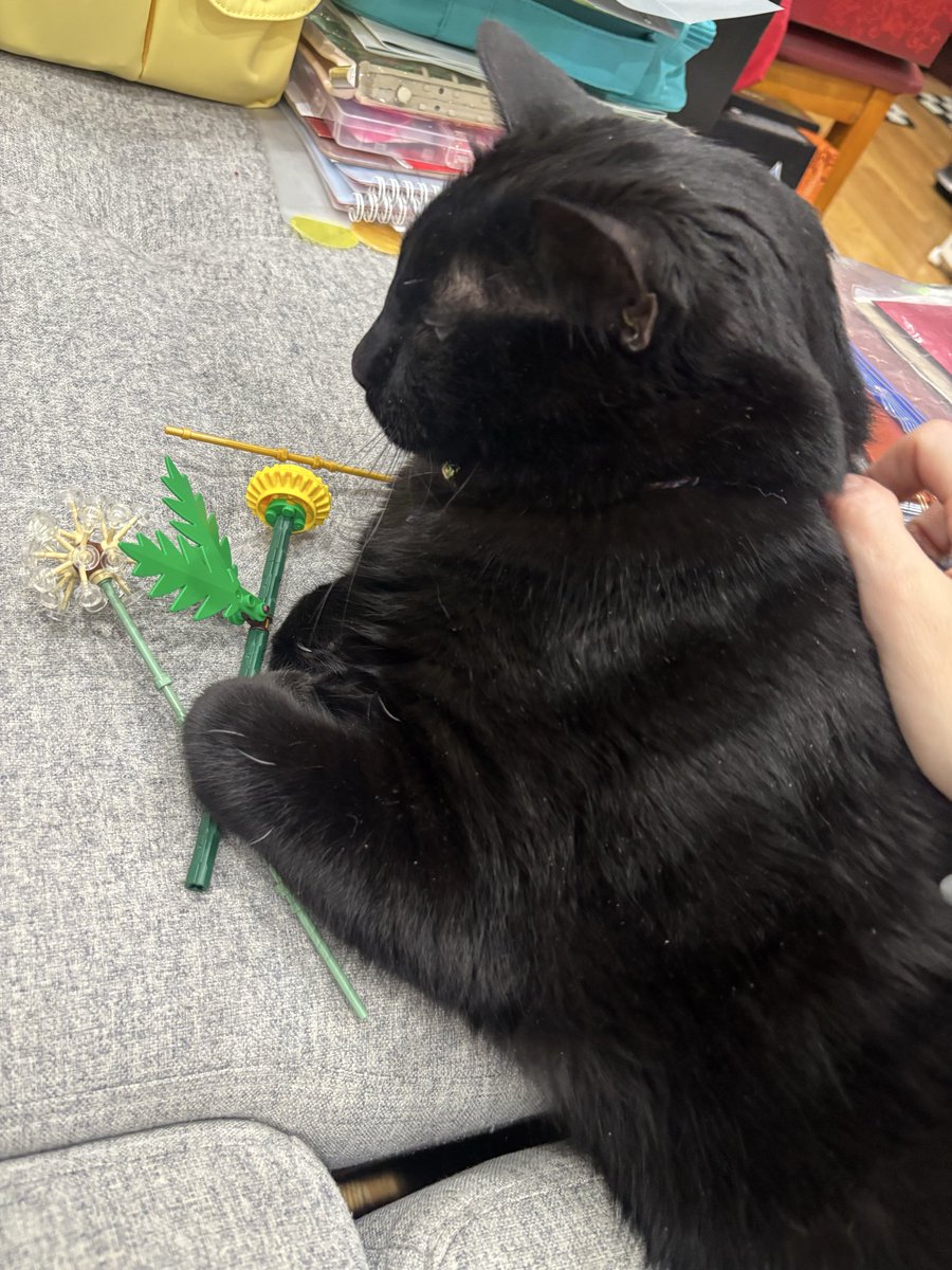 maadisonshay's tweet photo. My cat 🤝 LEGO

(Plus one knock off lego, pls forgive)

@LEGO_Group https://t.co/Wdwfx5C5Si