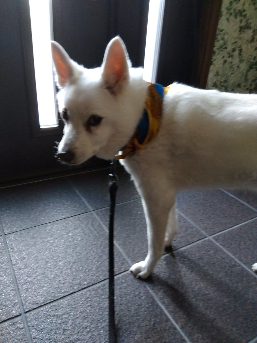 PuMiyoko's tweet photo. 暑いから保冷剤巻いて散歩行ったよ https://t.co/3kKq8Scdzy