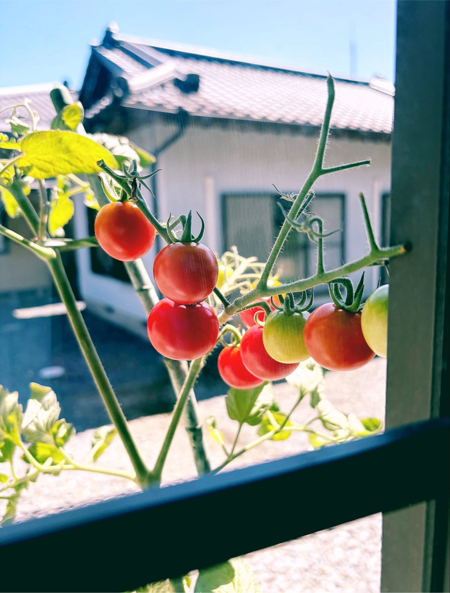stkin_tmnt's tweet photo. View from the window🍅 https://t.co/vhDNvlTJgJ