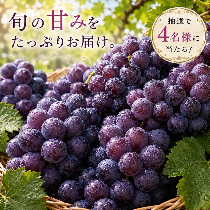kajitsu_saido's tweet photo. 🍇巨峰プレゼントキャンペーン🍇

濃厚な甘みと芳醇な香りが楽しめる
旬の巨峰を抽選で4名様にプレゼント🎁

【応募方法】
①このアカウントをフォロー
②いいね
③リポスト

たくさんのご応募をお待ちしております✨

締切・・・8/11　23:59 https://t.co/bSCy028sNU
