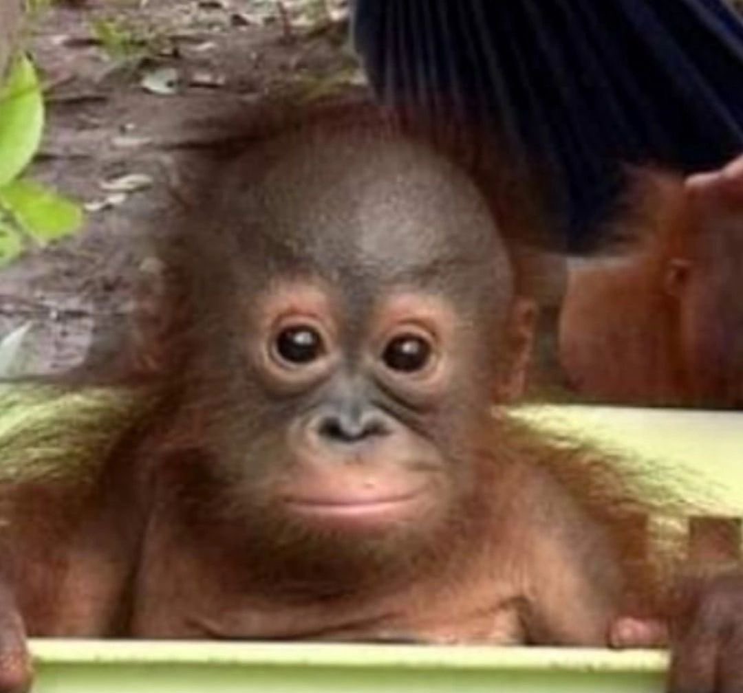 hehetmads's tweet photo. pinterest gives me equal parts yeosang and orangutans https://t.co/McVzF7xJ3h