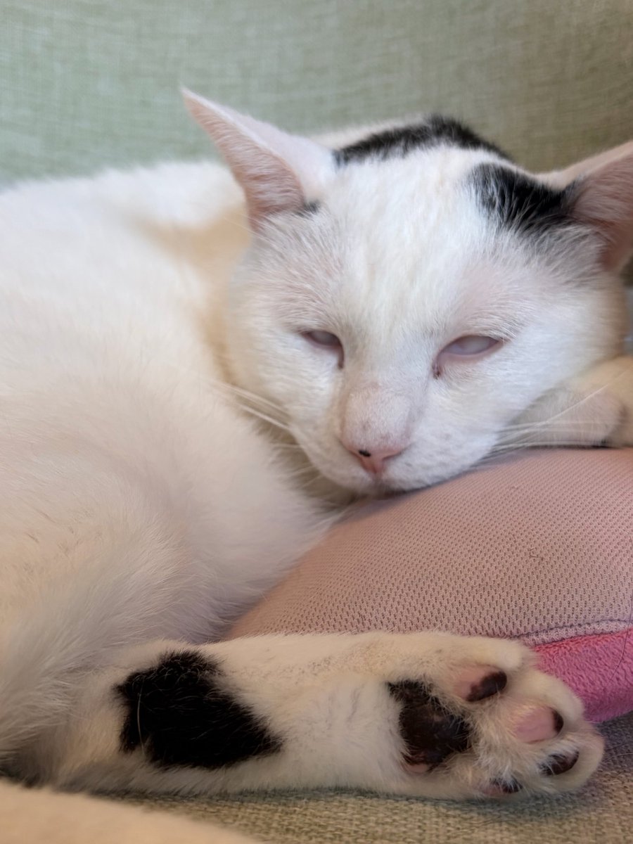cbt_cat's tweet photo. 猫の日らしいです 世界中の猫が幸せでありますように ところでイチロウ（熟睡）、白目、怖いよ…… https://t.co/nlpo9o2p3Y