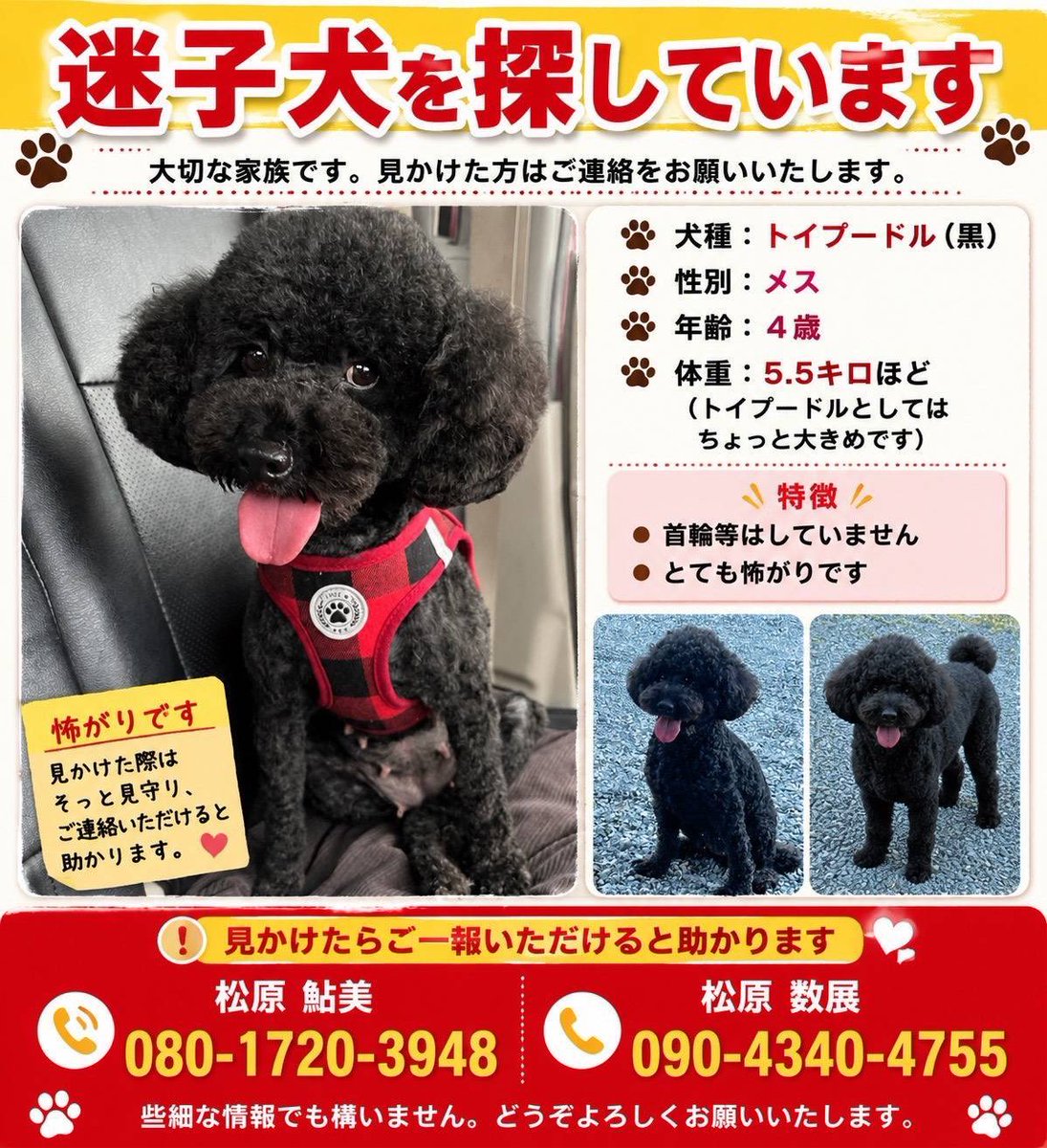 sakurakai1122's tweet photo. 🔶代理投稿🔶

⚠️熊本県八代市昭和日進町⚠️の自宅より、熊本地震直後に逃げてしまいました。

怖がりの犬です。
首輪を外していたそうです。

見つけた方はご連絡お願いします。

#プードル   #八代市 https://t.co/SS8cjpnPhZ