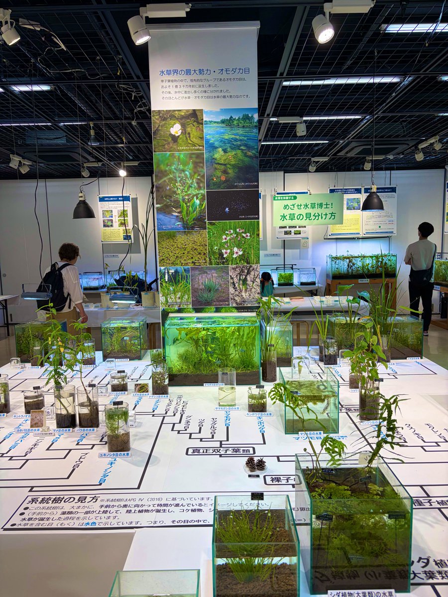 masa084637572's tweet photo. 筑波実験植物園で開催されてる「水草展」行ってきた。 https://t.co/mdIzSVSG4Y