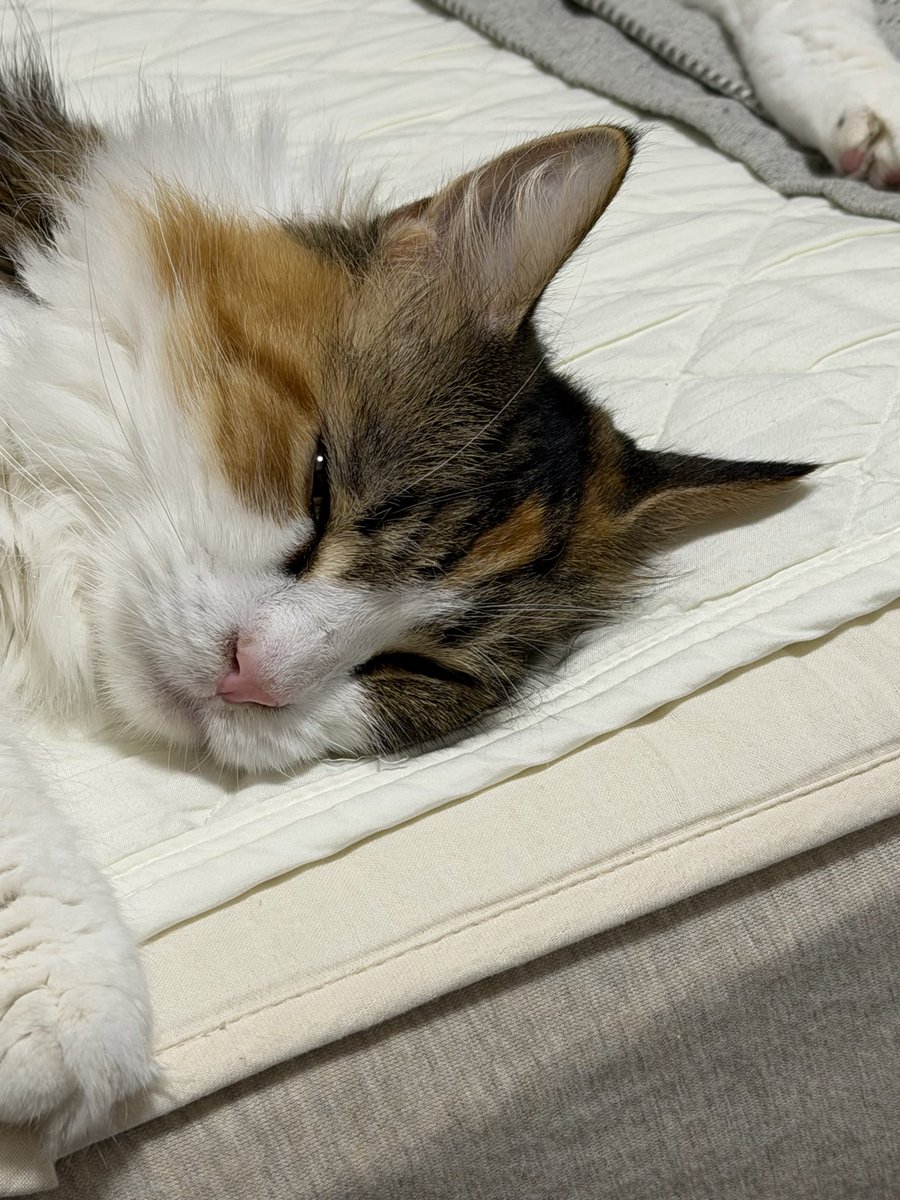 12georgina's tweet photo. #世界猫の日 
ということで夏を乗り切る気がエアコンの稼働ありきなうちの猫です。 https://t.co/sYklXVWOrh