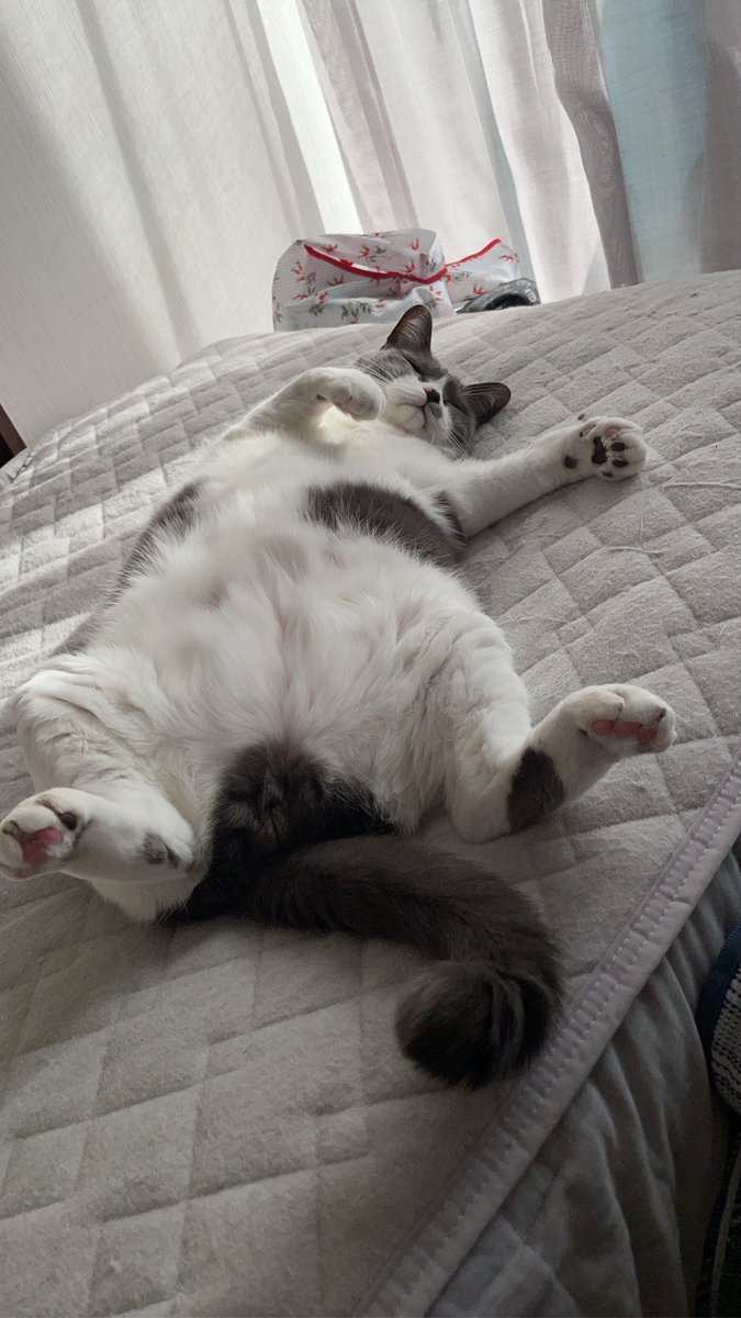 12georgina's tweet photo. #世界猫の日 
ということで夏を乗り切る気がエアコンの稼働ありきなうちの猫です。 https://t.co/sYklXVWOrh