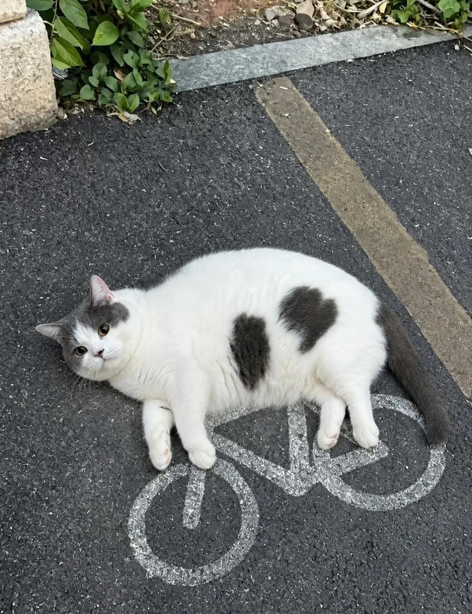 2025pics's tweet photo. Cat riding a bicycle in the sky https://t.co/6NL64W7T6S