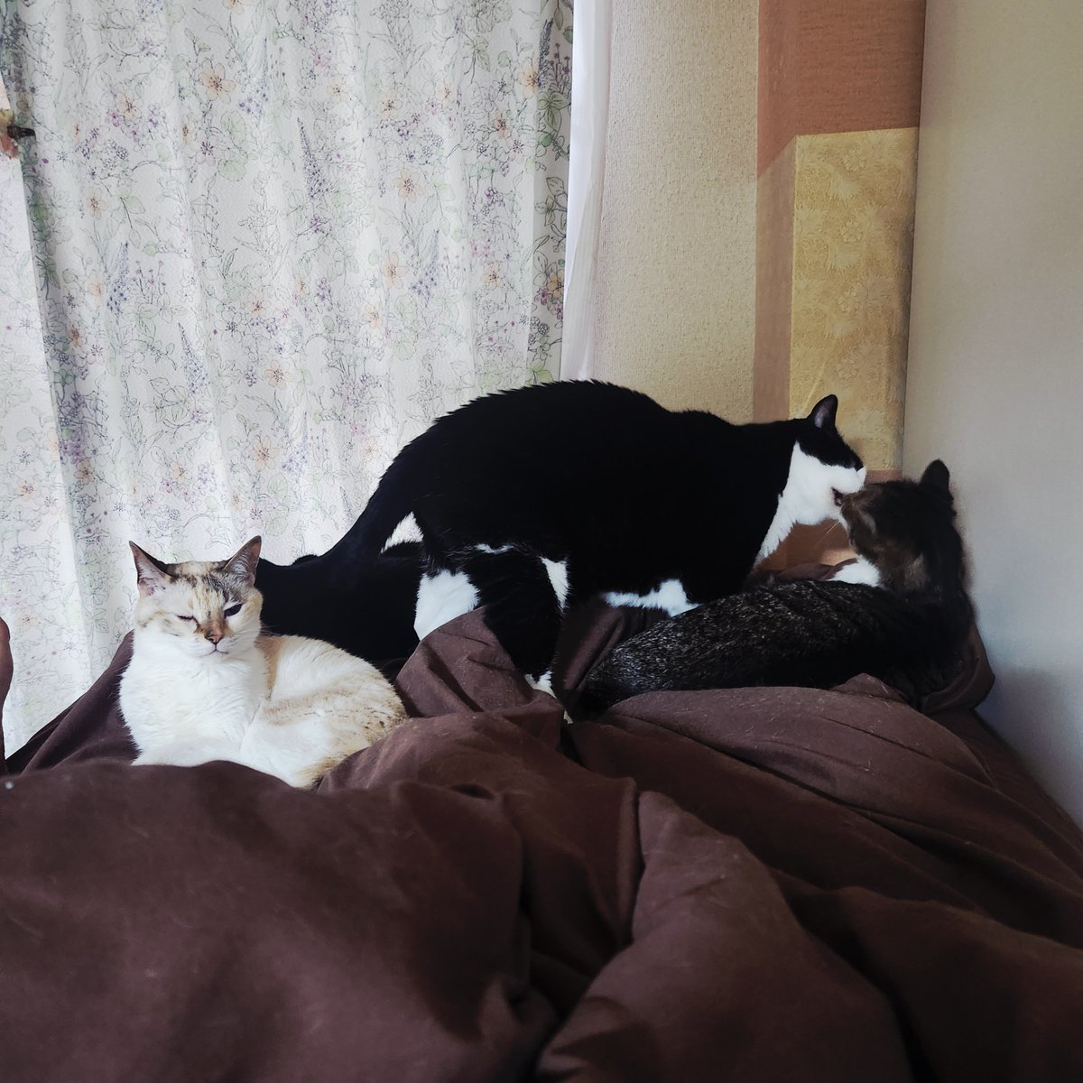 56789neko's tweet photo. #世界猫の日　！！
(4匹居ます) https://t.co/127Z0IytKg