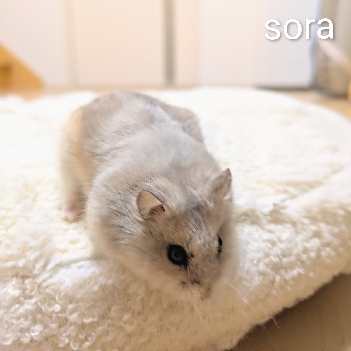 rairai_h300707's tweet photo. 久しぶりにケージから出てみた

#キャンベルハムスター https://t.co/731E511DlQ