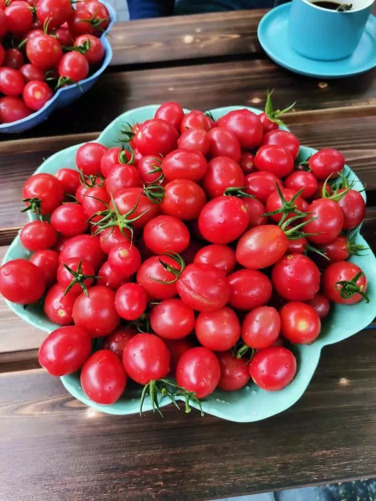 socalifnative's tweet photo. Just tried the new organic cherry tomatoes—burst with sun-ripened sweetness, zero weird aftertaste, perfect for salads or snacking! Can’t get enough of their fresh, crisp texture. https://t.co/sIh42qXwE7