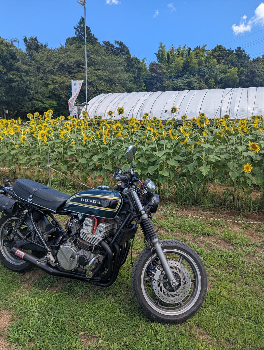 cyclesakura's tweet photo. 佐倉市畔田ひまわり祭り開催中です！

かき氷、フランク、直売野菜とお待ちしております☺

#ツーリング https://t.co/ZcPXaynXXV