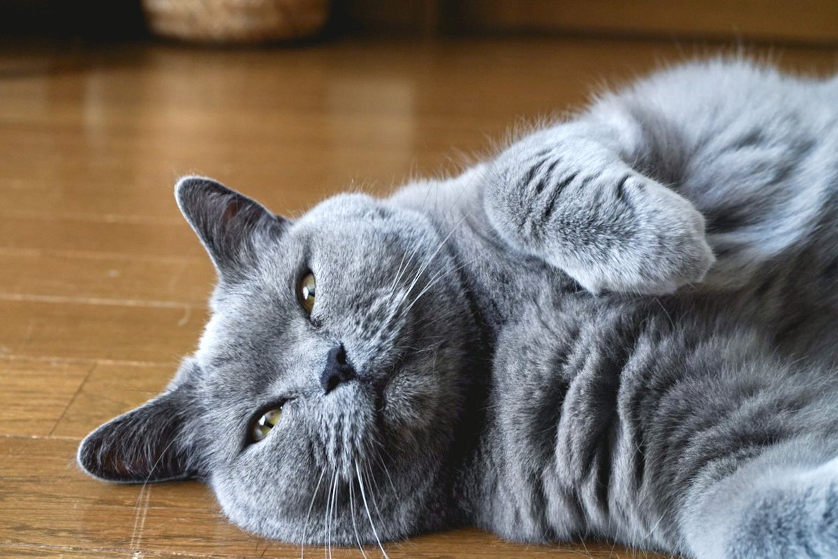 cha_darjeeling's tweet photo. 8/8
OPEN 11:00-20:00

今日は #世界猫の日 らしいですよ🐾
ネコ〜ンでお祝いしましょ🐱

#帯広 https://t.co/8pWPgcRbuQ