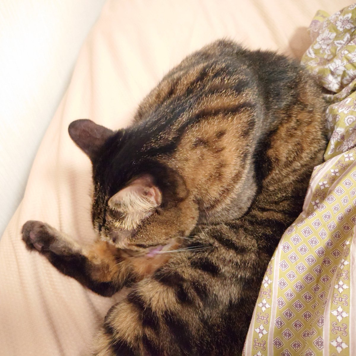 nego_ka's tweet photo. けさのGirls：#TLに猫を流す
エアコン効いてるからってくっついてこなくてもいいんですよ？ https://t.co/EYSXehDqEe