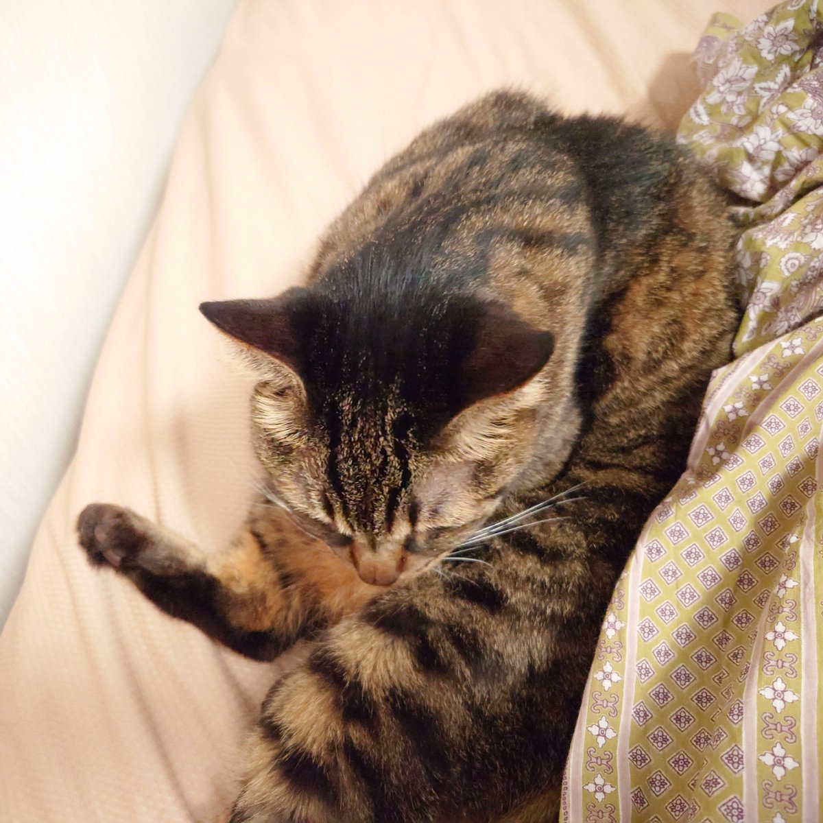 nego_ka's tweet photo. けさのGirls：#TLに猫を流す
エアコン効いてるからってくっついてこなくてもいいんですよ？ https://t.co/EYSXehDqEe