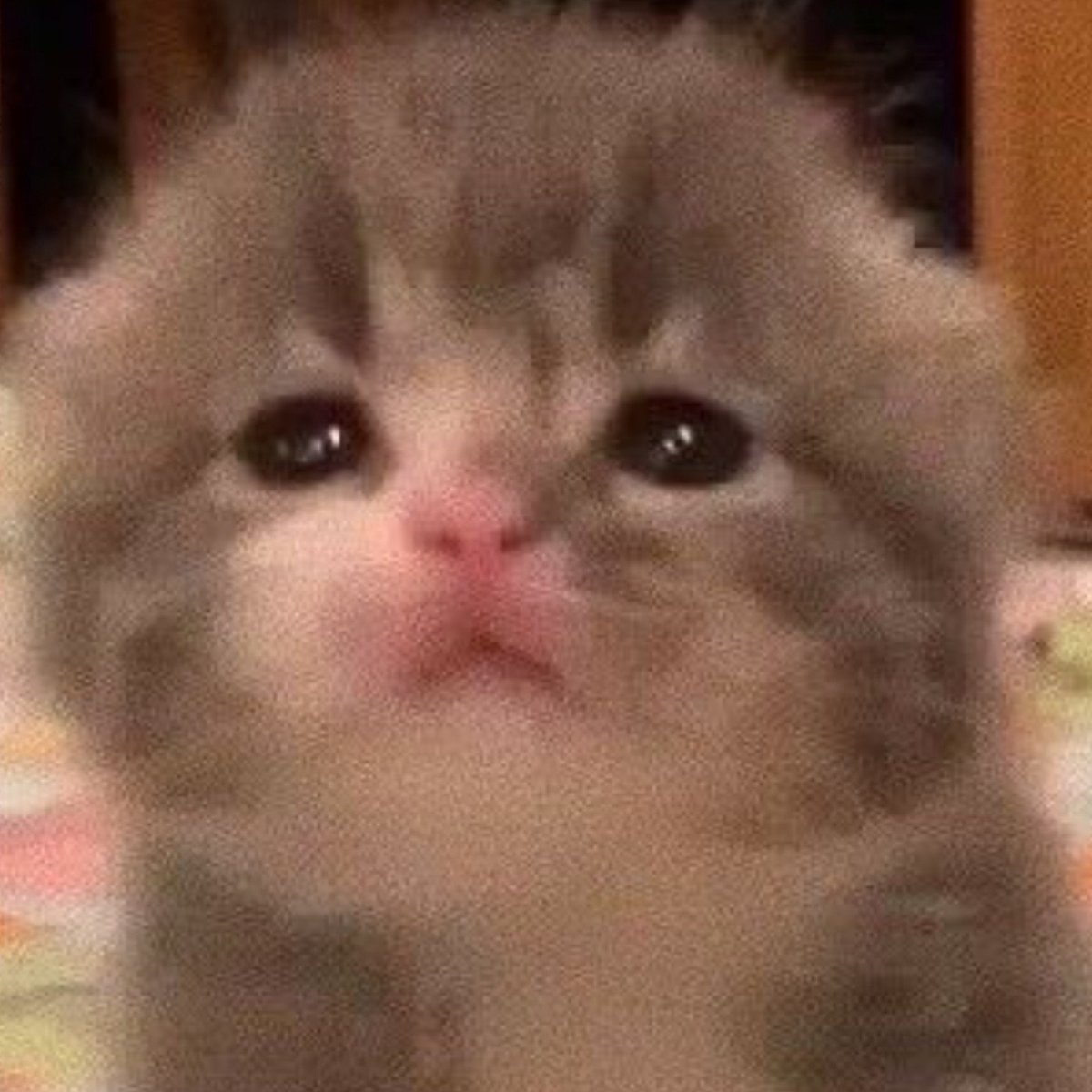 minjinasa's tweet photo. girl why you so kitty https://t.co/5D3iloaply