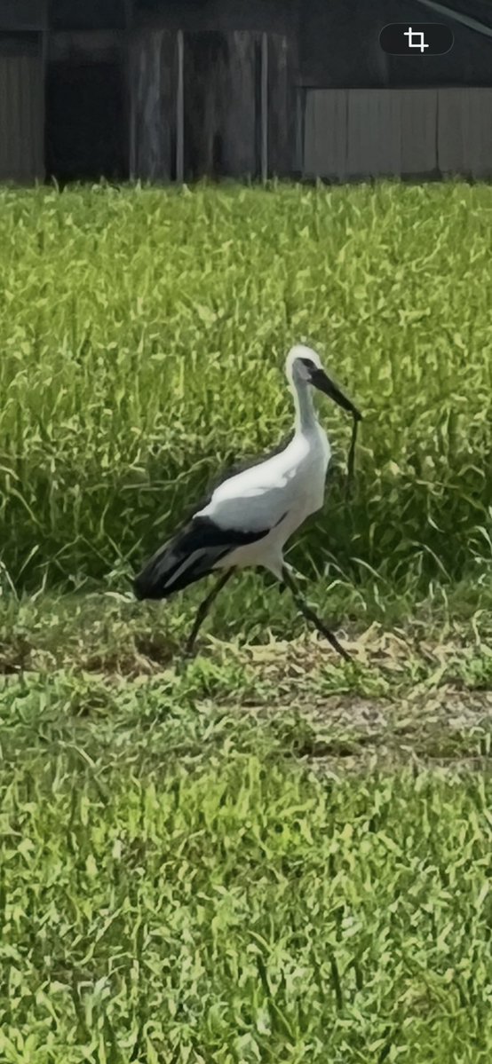 Nh3awD's tweet photo. 見た事ないけどこの鳥誰？ https://t.co/wd1z9NUX3R
