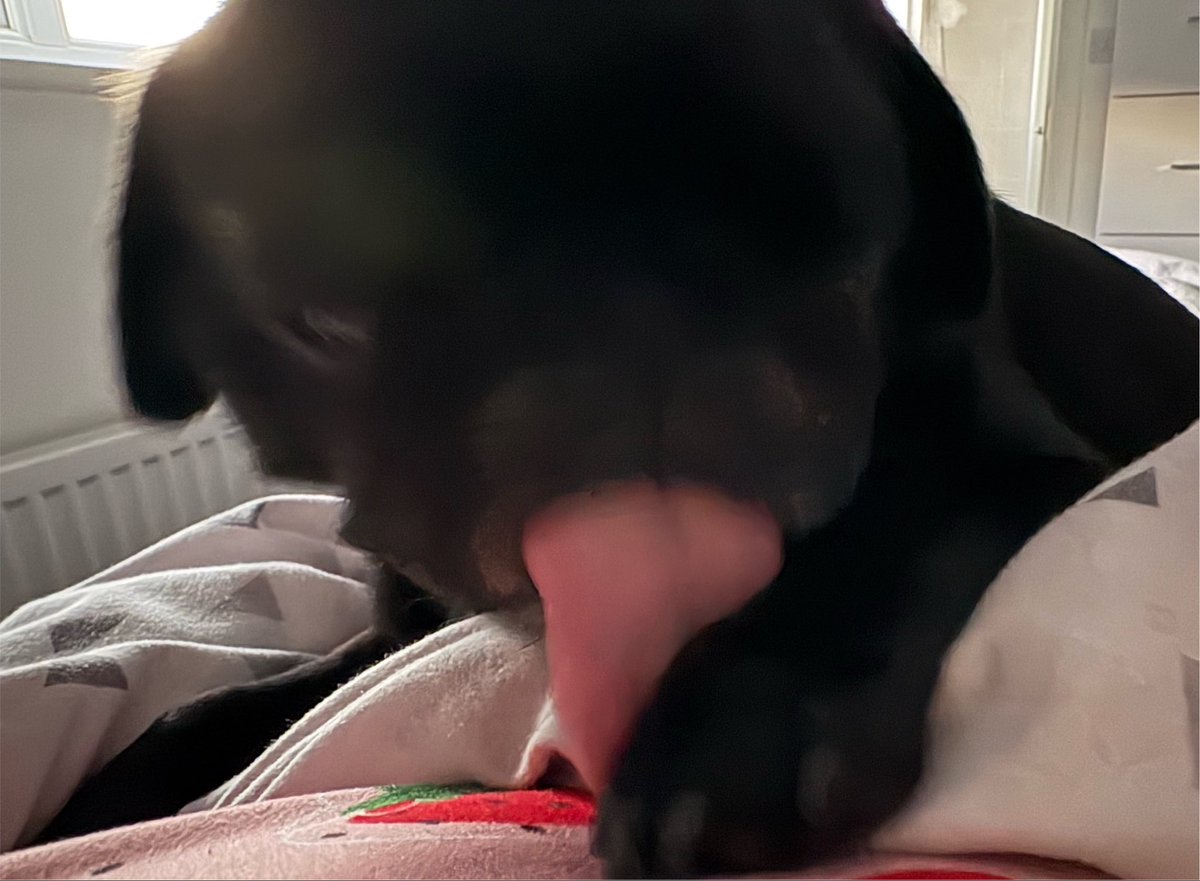 LadyVThePug's tweet photo. Good morning HuMum, let’s wake you up nice and early by licking your hand, your face … and my paws 🐾 just for good measure https://t.co/JbifdME1od