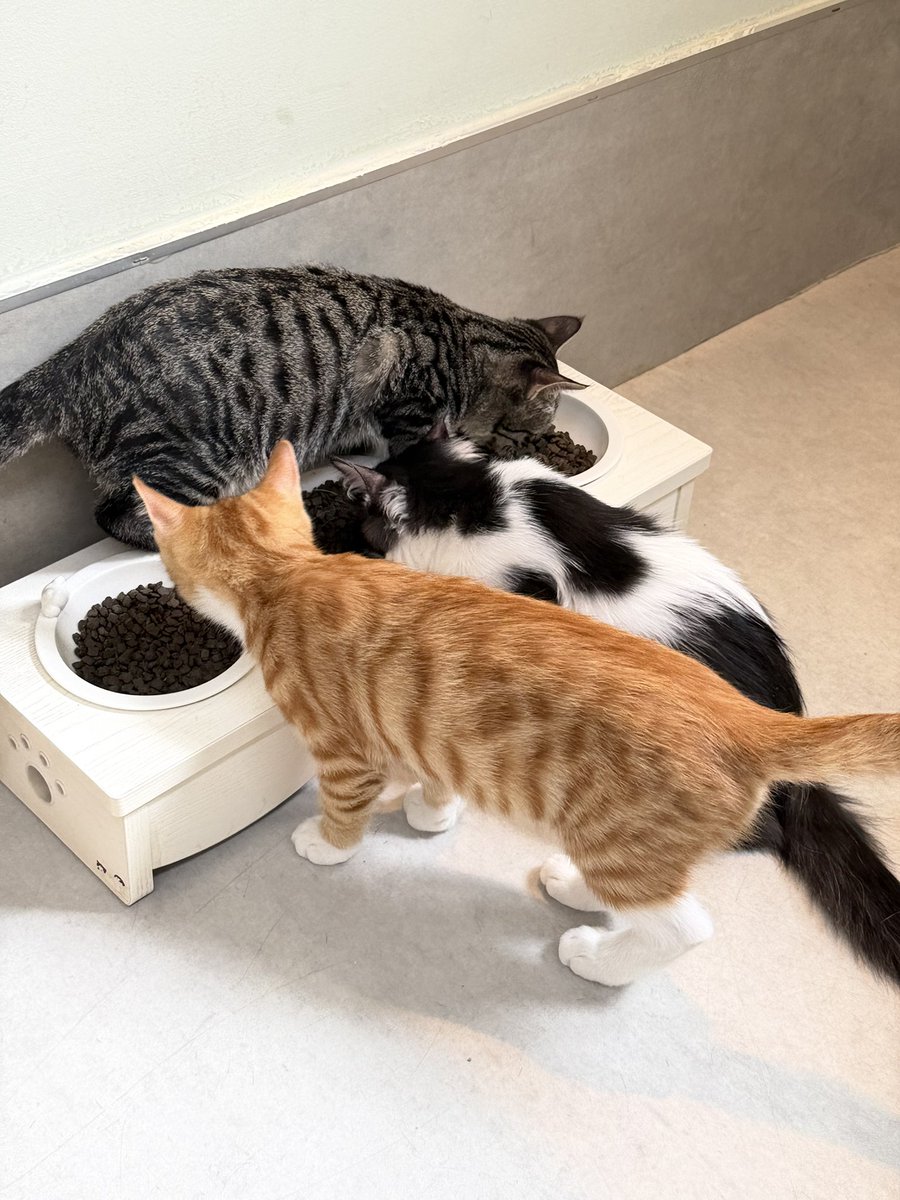 oooo_xin's tweet photo. Spent my volunteer day with these rescued cats! 🐱❤️ https://t.co/Qm6TTdTzcI