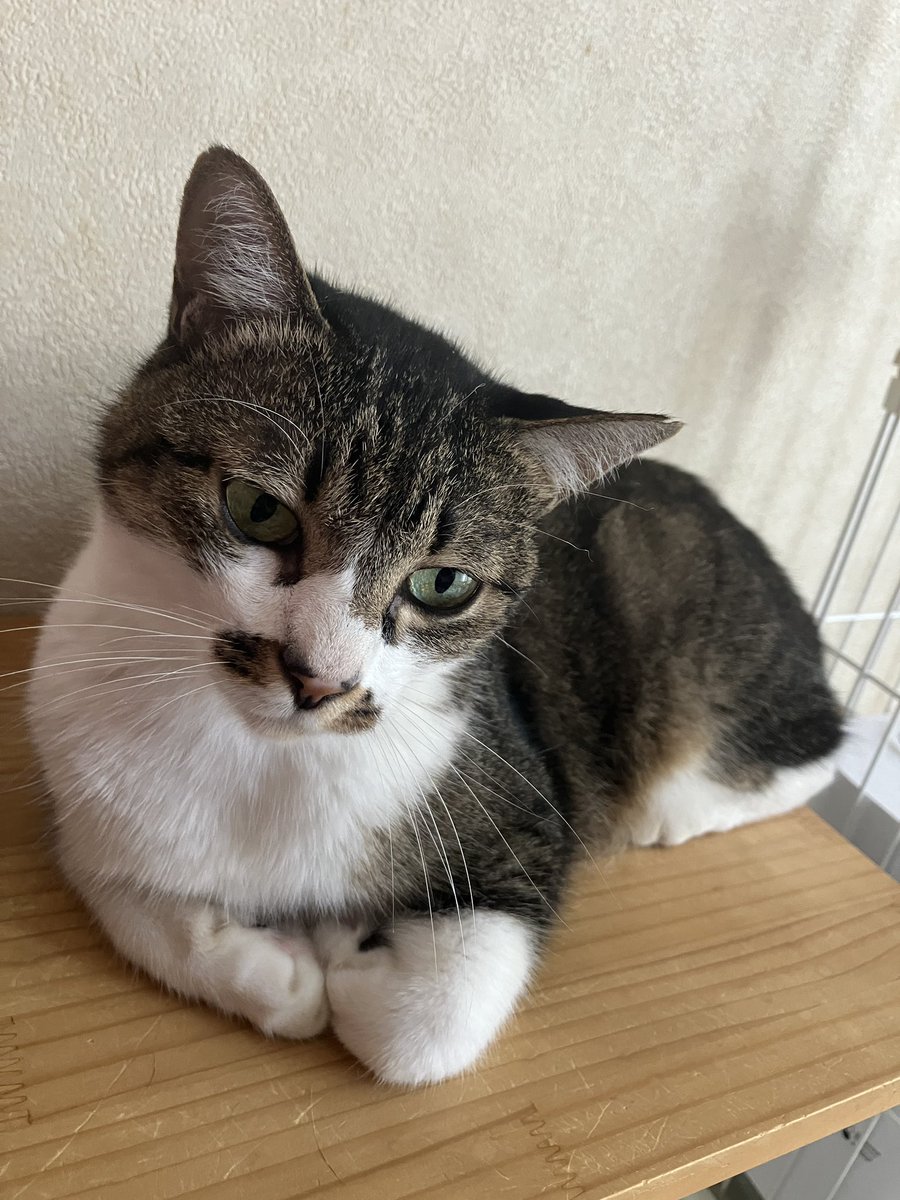 dada_123's tweet photo. 昨日は暑くて溶けていた猫が、今日は原型をとどめている。
昨日クーラー付けなくてゴメン🐈
今日はちゃんと付けます。 https://t.co/Ess1Gp7HkJ