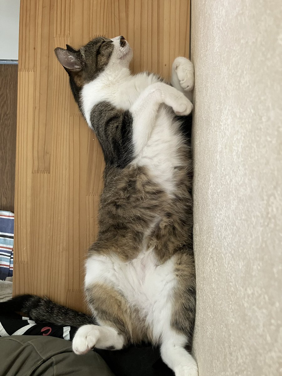 dada_123's tweet photo. 昨日は暑くて溶けていた猫が、今日は原型をとどめている。
昨日クーラー付けなくてゴメン🐈
今日はちゃんと付けます。 https://t.co/Ess1Gp7HkJ