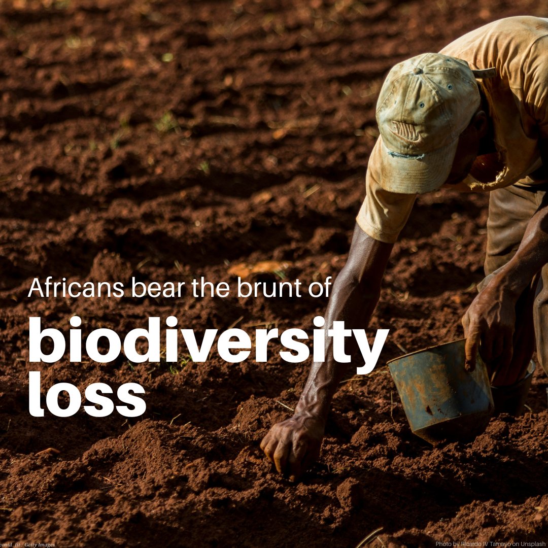 UNEP's tweet photo. 30× more is spent destroying nature than protecting it.

And that imbalance is already being felt: millions across Africa confront the consequences of biodiversity loss through declining harvests, shrinking fisheries and threatened livelihoods.

Ahead of #CBDCOP17, explore how @UNBiodiversity is bringing parties together to fight biodiversity loss:

https://t.co/6CUeJVpZKK