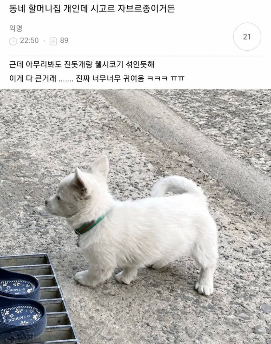 hyeoni0619's tweet photo. 진돗개와 웰시코기가 섞인다면?
정답 너무 너무 귀여워진다 https://t.co/M335h3d35Y