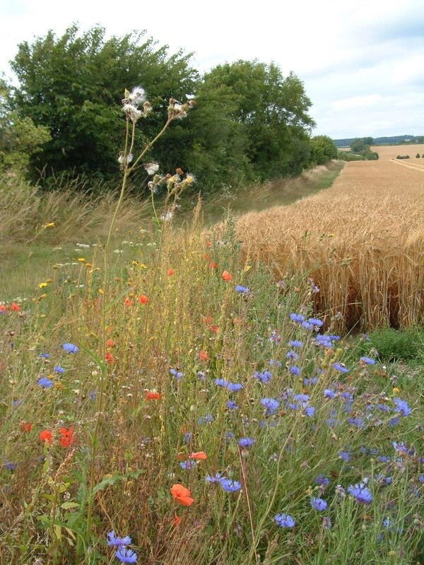 sdnpa's tweet photo. When is a weed not a weed? Well, perhaps never.

These arable weeds make-up a 'field margin.'

When left to grow and flower, they form the most superb super highway for wildlife. 

📸: Nick Heasman https://t.co/slIIo9xfIX