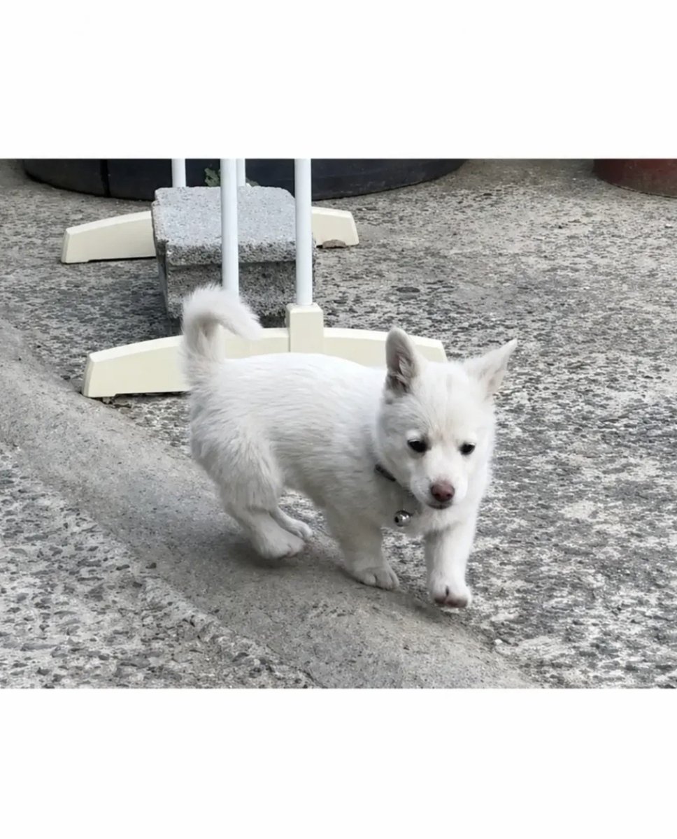 hyeoni0619's tweet photo. 진돗개와 웰시코기가 섞인다면?
정답 너무 너무 귀여워진다 https://t.co/M335h3d35Y