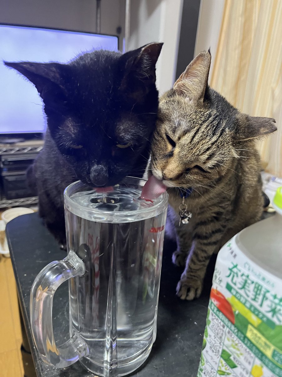 cyclo_oxy's tweet photo. #世界猫の日 https://t.co/4ZcCCkn0H1
