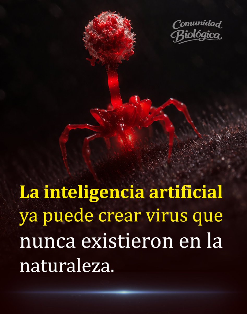 Bio_comunidad's tweet photo. La inteligencia artificial acaba de alcanzar algo inquietante: diseñar genomas completos de virus capaces de multiplicarse en el laboratorio.

Investigadores de Stanford usaron Evo 1 y Evo 2 para generar bacteriófagos dirigidos contra la bacteria Escherichia coli.

Estos virus no infectan personas: atacan bacterias específicas, introducen su material genético y utilizan sus células para multiplicarse.

El equipo sintetizó 302 diseños prometedores y descubrió que 16 producían bacteriófagos viables, capaces de replicarse.

Algunos superaron al fago natural ΦX174 al competir, reproducirse y destruir bacterias durante las pruebas de laboratorio.

Además, una mezcla de estos virus venció rápidamente la resistencia desarrollada por tres cepas diferentes de E. coli.

Esto podría impulsar terapias contra infecciones resistentes a los antibióticos, uno de los mayores desafíos médicos actuales.

Pero diseñar genomas virales con IA también exige controles estrictos para impedir que esta capacidad sea utilizada peligrosamente.

DOI: 10.1126/science.aec2657