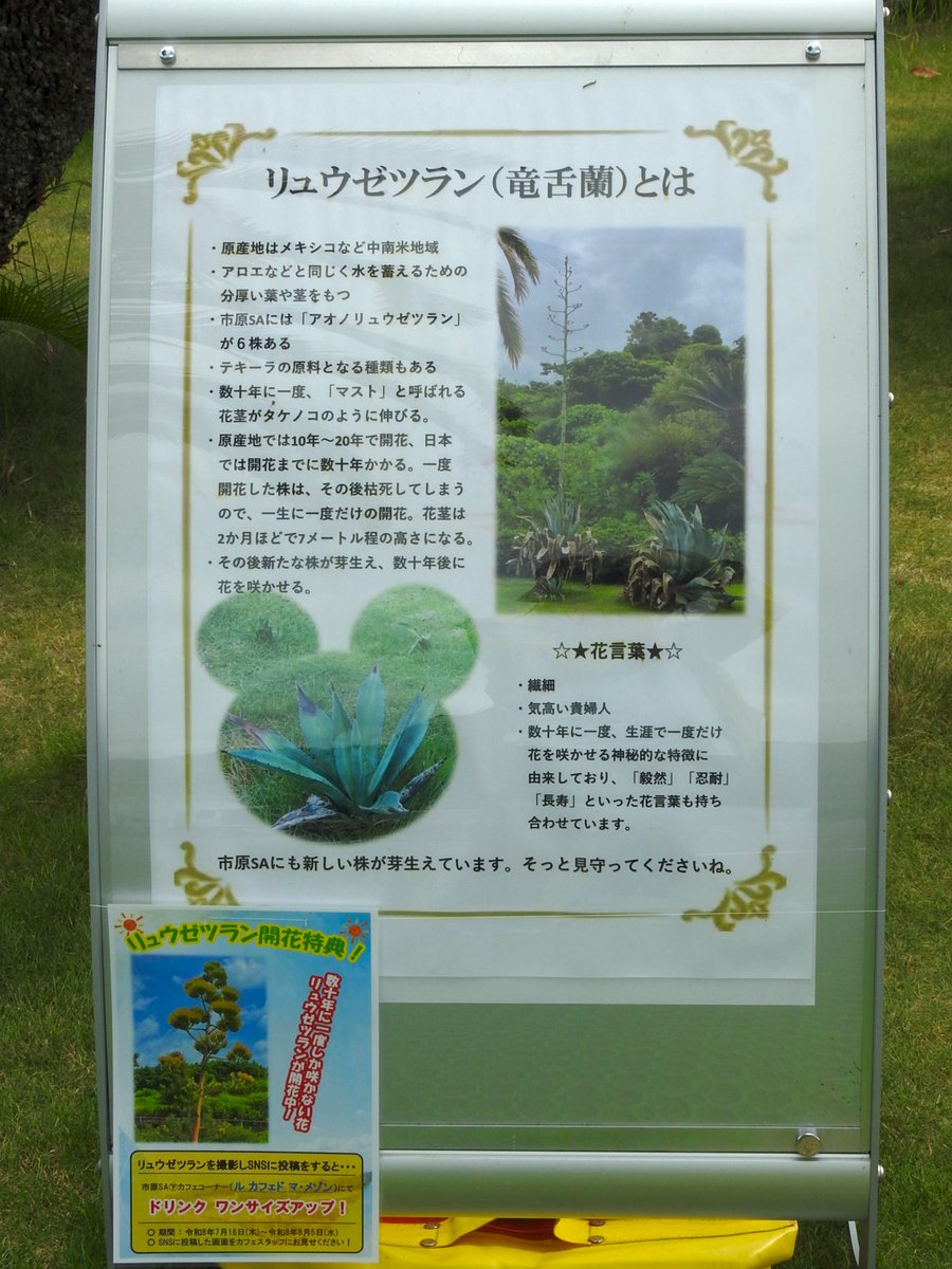 ziqury's tweet photo. 気持ち程度
気温の低い時を見計らって
ようやく行ってきました
それでも暑かったけど

館山自動車道 市原SA下り
開花までに 数十年かかると
云われているが
ここで観るのは 3回目?

竜舌蘭(ﾘｭｳｾﾞﾂﾗﾝ)に
適した環境なのかな? https://t.co/fhmF87F6JD
