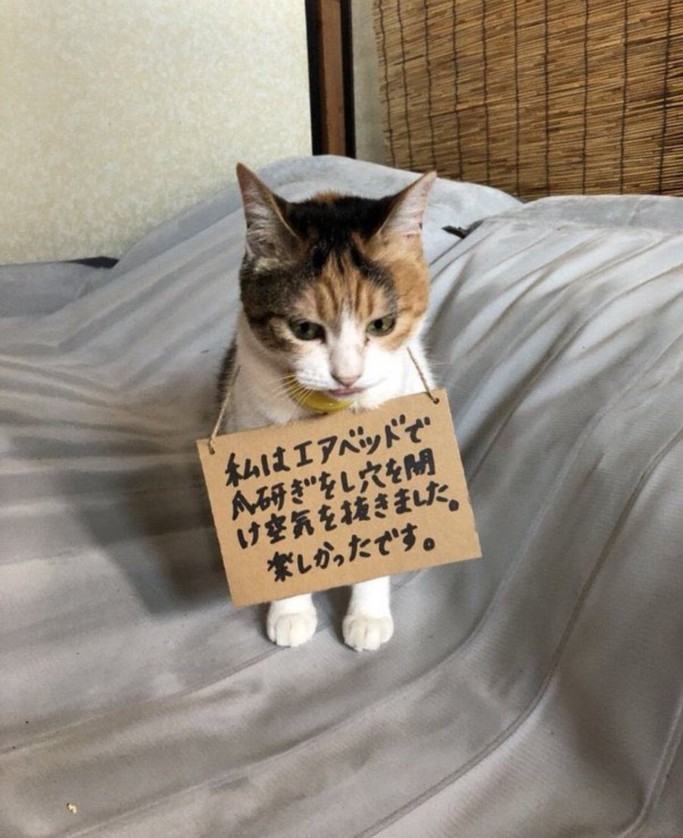 catislife2021's tweet photo. なによりです https://t.co/6RdXtfKlcp