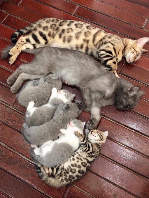 catislife2021's tweet photo. 家族そろって
おねんね https://t.co/6OzaH3IftG