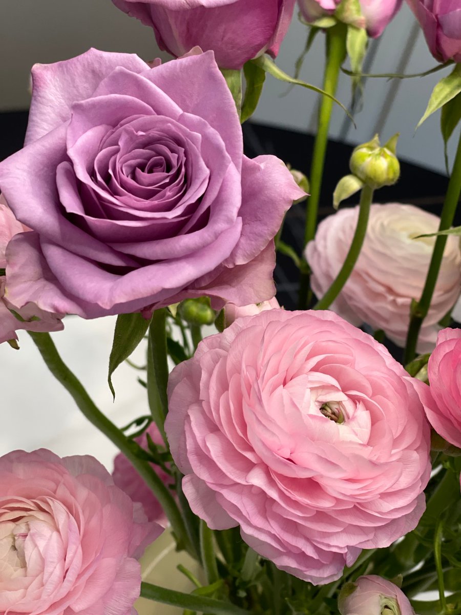 Luna_Vibet's tweet photo. Flowers that can improve your mood https://t.co/JKIMRfOFRf