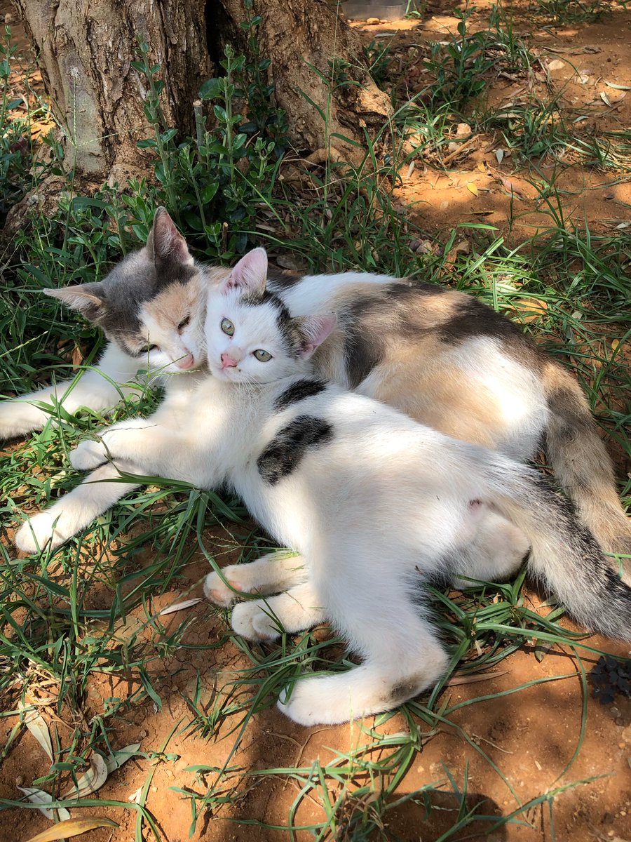 marie_nassar's tweet photo. Good morning X-Friends…Happy Saturday 🌼🍃☕️😻🐱🤎🤍🧡
My photo 📸

#SaturdayMorning 🌼 #CoffeeTime ☕️ #CatsLover 🐈🐈 #HappyWeekend ☀️ #StayPositive 💛 #BeKindAlways 🤍 #PeaceAndLove 🕊️ https://t.co/E8VRB4in2n