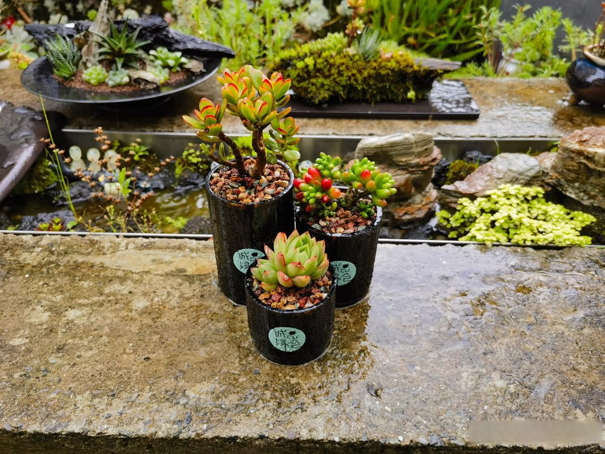 Fly_Fry_'s tweet photo. Turning old glass jars into cute plant pots—zero waste, lots of joy! https://t.co/TYnJGgt7to