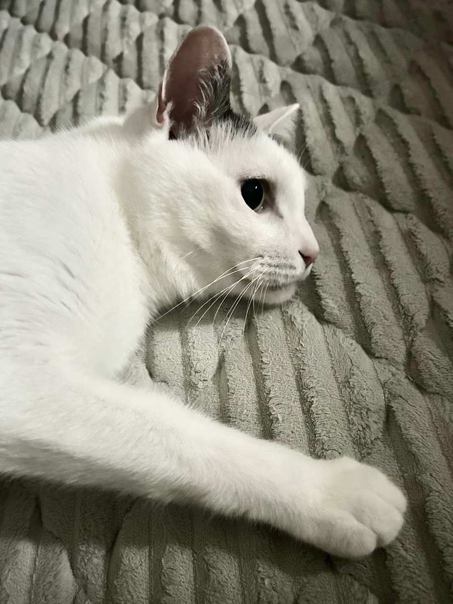 Lemons_Chair's tweet photo. 今日、8日は「世界猫の日」

国際動物福祉基金が制定した記念日。

動物は純粋な目で語りかけてくるので『淋しくないか？』『毎日楽しいか？』『いつもありがとうね』と言葉がけし、ギューッと抱きしめたくなります。

今夜はお祝いちゅ〜るです。 https://t.co/sAEXK7n46e