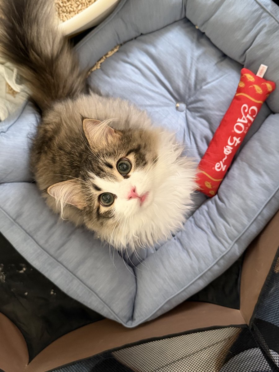 hisaki0702's tweet photo. 今日は世界猫の日だそうです
先月うちに来た子の名前は
ルーク（光をもたらすもの）にしました
ルーくん、ルーちゃんと呼んでます
前のこうちゃんが光ちゃんなので
光繋がりです
若いだけあって、弾丸のように駆け回ってます笑 https://t.co/giWXE5W12f
