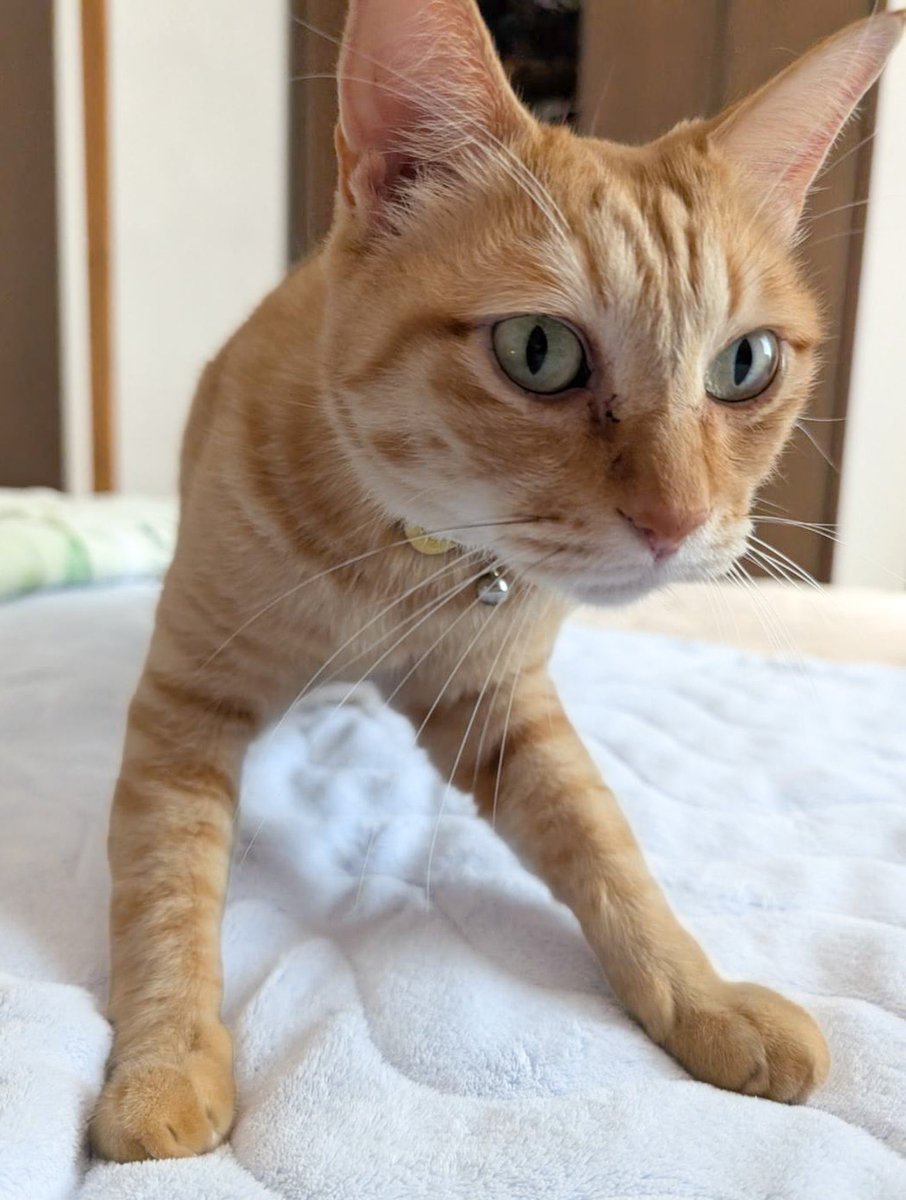 purinlala's tweet photo. 二足歩行はじめました。 https://t.co/WFYmT8es9b