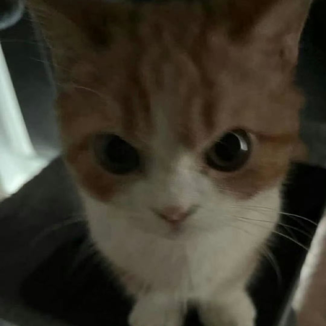 thiaaxo's tweet photo. Happy International Cat Day! 🥳🥳 https://t.co/RHpM1uc2Ky