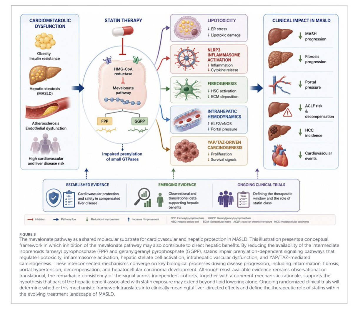 DrJavierCrespo's tweet photo. Statins may be more than cardiovascular drugs in MASLD. Our review explores a coherent liver-specific framework linking the mevalonate pathway to inflammation, fibrosis, carcinogenesis and portal hemodynamics. 
@sepdigestiva @AEEHLiver @IDIVALdecilla 
https://t.co/a3Y0090uf6 https://t.co/aKyBdDriAw