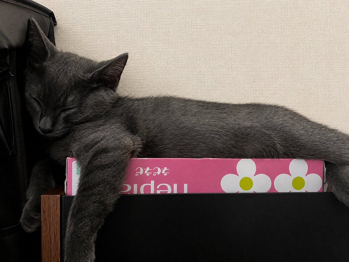 Lucca0625's tweet photo. Hello Cat’s World！🐈‍⬛

最近、首輪型のガジェットを
自分で外す��で行動ログが取れてませんが大分大きくなっています💦

昨日は、2回目のワクチンとフィラリアの
薬を貰って来ました🐾

黒猫同様に背景と見事に同化してるの図w
ティッシュの箱を逆さに置くのは猫飼いあるある🐈 https://t.co/llUQyJnMAr