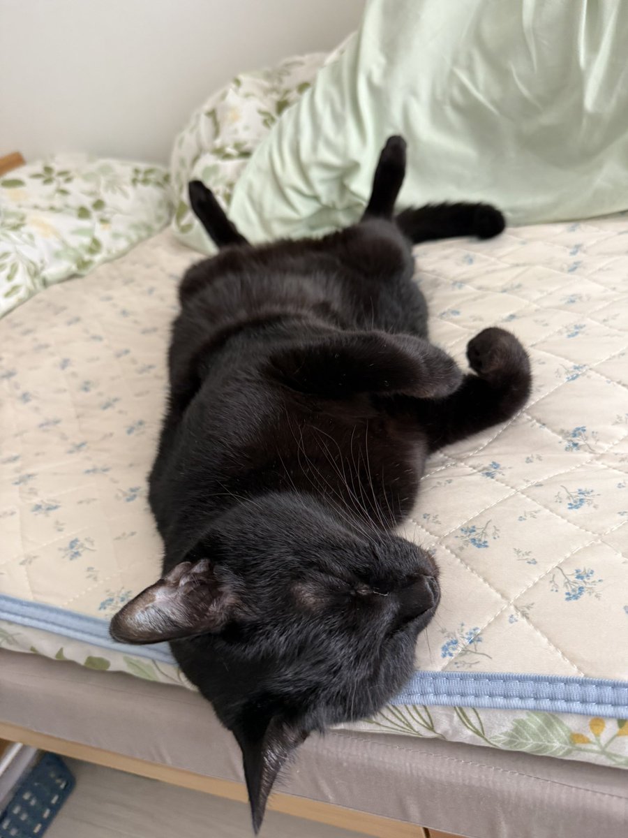 rumin2022's tweet photo. 警戒心なし
平和🐈‍⬛💤

 #WorldCatDay #世界猫の日 https://t.co/WDnPzum5AF