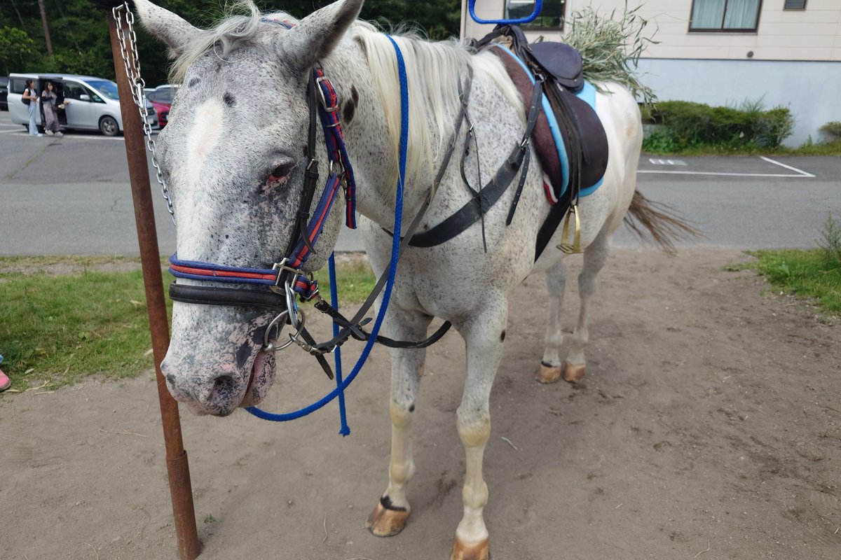 nir_dosh_'s tweet photo. こんなところにいるのね🐴（乗れるよ！） https://t.co/3shFxA2mB8
