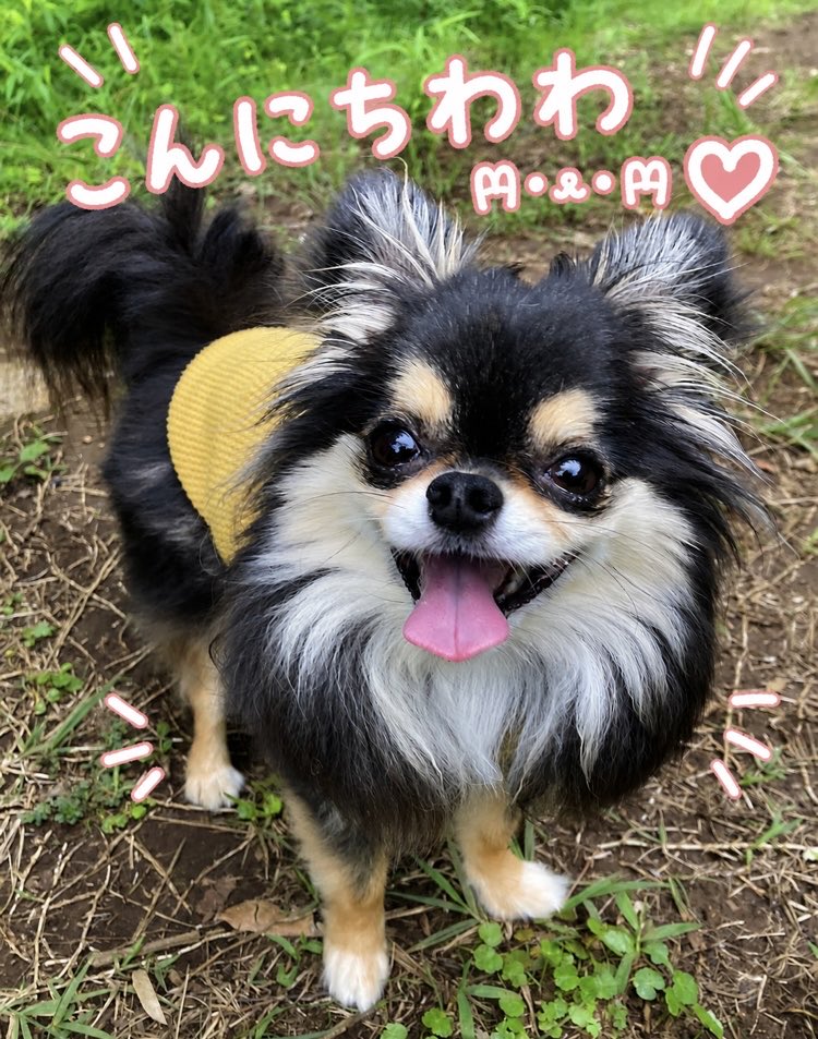 🐶こんにちわわ( ᐡ•̤ ·̫ •̤ᐡ )