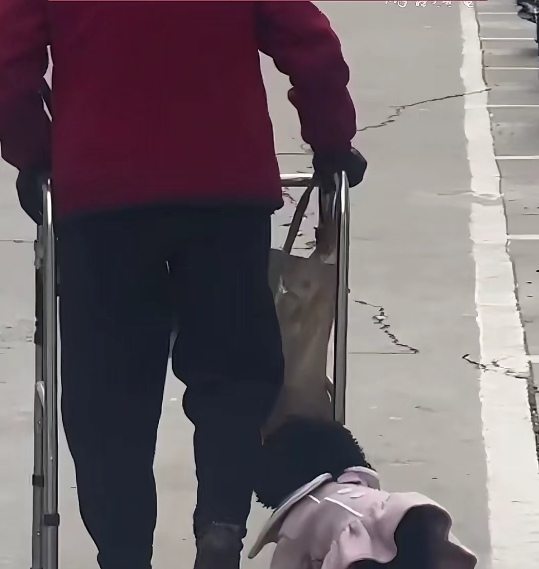 LindsayPegmagq's tweet photo. Just helped a neighbor carry their grocery bags up three flights of stairs and got the biggest smile in return—small acts make such a big difference!， https://t.co/tUdzQEs1rn