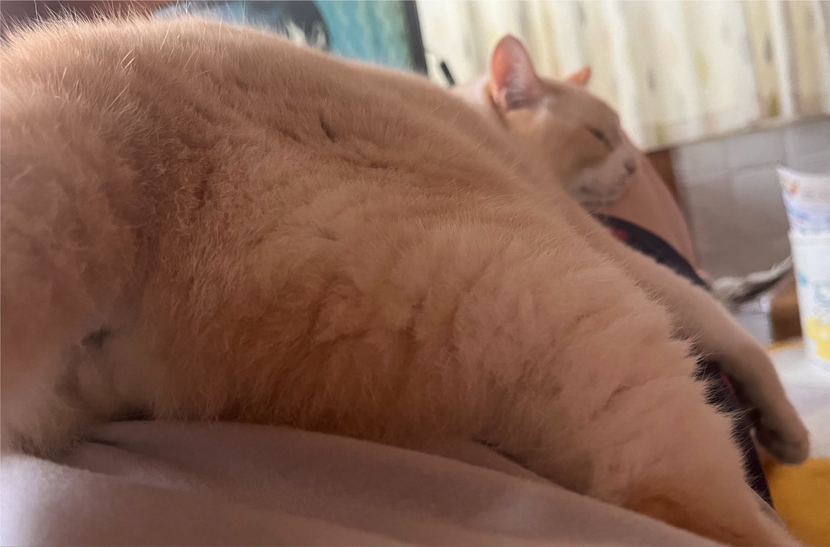 Inunekonekobig's tweet photo. ストレッチしたいんだけど〜
アズさーん
おりておくれー
#猫好きさんと繋がりたい
#猫の居る幸せ
#ねこ　#cat #猫 https://t.co/7b60xeKy59