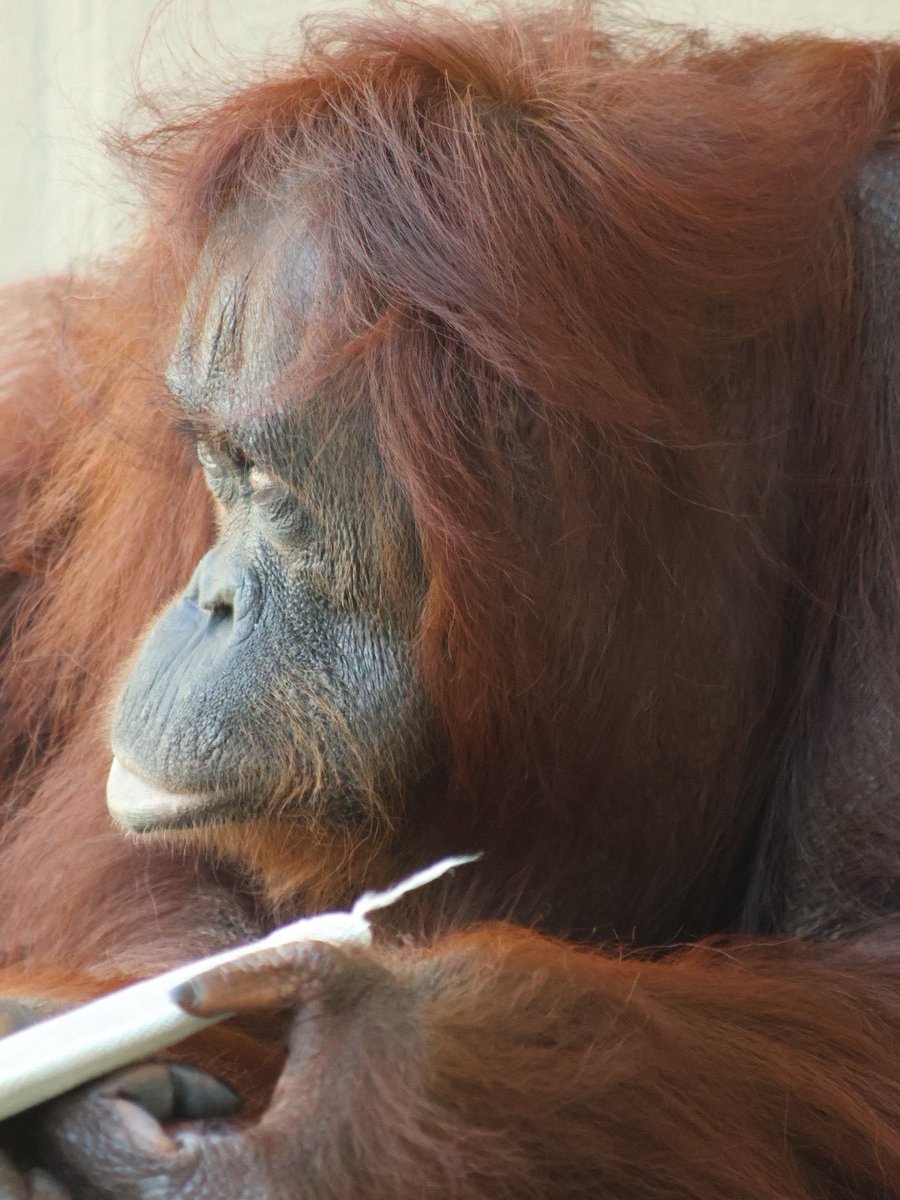 tumonya's tweet photo. おぐし。

#日本平動物園 #オランウータン #ボルネオオランウータン #ミンピー https://t.co/tVpjzgeBel